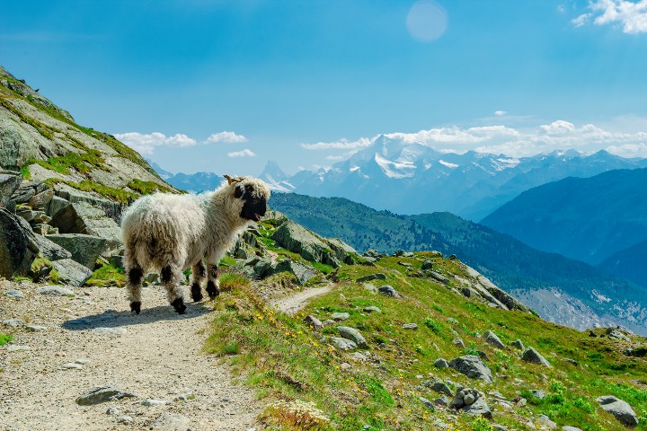 Ein Schaf in den Bergen